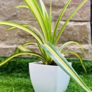 SPIDER PLANT - LIVE PLANT - INDOOR PLANT