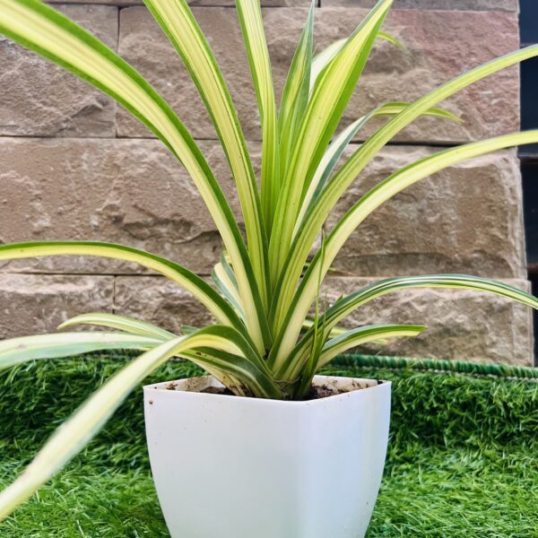 SPIDER PLANT - LIVE PLANT - INDOOR PLANT