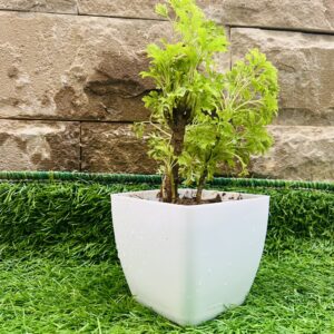 Aralia Green - Live Indoor Plants - BaghoBahaar