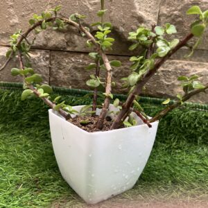 Jade Plant -live Plant - Indoor Plant