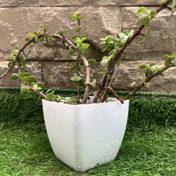 Jade Plant -live Plant - Indoor Plant