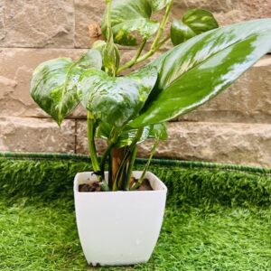 Money Plant - Live Plant - Indoor Plant