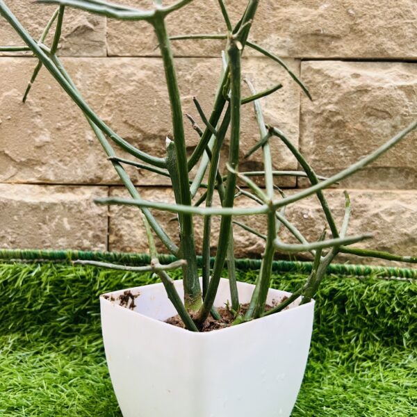 Pencil cactus - Indoor plant - outdoor plant - live plant