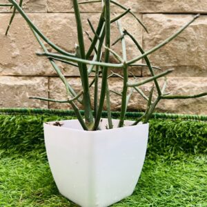 Pencil cactus - Indoor plant - outdoor plant - live plant