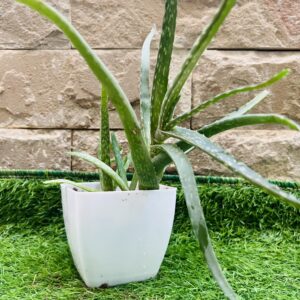 Aloe Vera - Live Plants - Indoor Plants