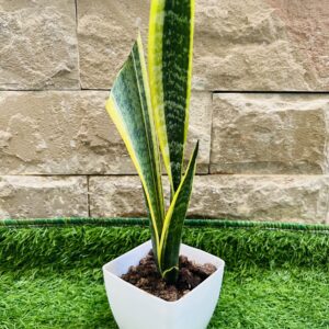 Snake Plant - Live Plant - Indoor Plant